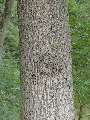 Quercus robur - dub letní - kůra - 22.8.2003 - Lanžhot (BV) - okraj lesa u rezervace Rašpurk