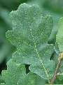 Quercus robur - dub letní - list - 1.8.2003 - Lednice (BV) - zámecká zahrada