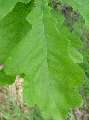 Quercus robur - dub letní - list - 9.5.2003 - Lanžhot (BV) - okraj lesa u vojenské roty Lány