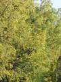 Juglans nigra - ořešák černý - celá rostlina podzimní zbarvení - 20.9.2003 - Lanžhot (BV) - Habrový hrúd