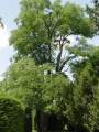 Gymnocladus dioica - nahovětvec dvoudomý - celá rostlina - 8.8.2004 - Lednice (BV) - zámecký park
