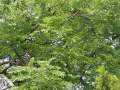 Gymnocladus dioica - nahovětvec dvoudomý - větev - 8.8.2004 - Lednice (BV) - zámecký park