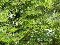 Gymnocladus dioica - nahovětvec dvoudomý - větev - 8.8.2004 - Lednice (BV) - zámecký park