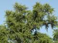 Ginkgo biloba - jinan dvoulaločnatý - celá rostlina - 31.7.2004 - Lednice (BV) - zámecký park