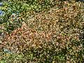 Ulmus laevis - jilm vaz - větev podzimní zbarvení - 10.12.2003 - Lanžhot (BV) - okraj louky u zámečku Lány