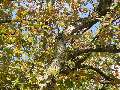 Ulmus laevis - jilm vaz - větev podzimní zbarvení - 12.10.2003 - Lanžhot (BV) - okraj louky u zámečku Lány