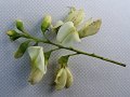 Sophora japonica - jerlín japonský - květ - 23.8.2003 - Břeclav (BV) - alej u kasáren