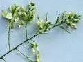 Sophora japonica - jerlín japonský - květ - 23.8.2003 - Břeclav (BV) - alej u kasáren