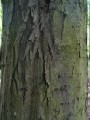 Carpinus betulus - habr obecný - kůra - 9.5.2003 - Lanžhot (BV) - Kazůbek