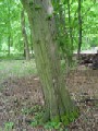 Carpinus betulus - habr obecný - kmen - 9.5.2003 - Lanžhot (BV) - Kazůbek