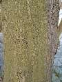 Carpinus betulus - habr obecný - kůra - 16.3.2003 - Lanžhot (BV) - Kazůbek