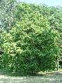 Carpinus betulus - habr obecný - celá rostlina - 6.6.2003 - Lednice (BV) - zámecký park