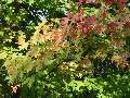 Acer sacharinum - javor stříbrný - větev podzimní zbarvení - 27.9.2003 - Lednice (BV) - zámecká zahrada