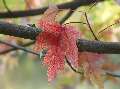 Acer sacharinum - javor stříbrný - list podzimní zbarvení - 27.9.2003 - Lednice (BV) - zámecká zahrada