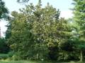 Ostrya carpinifolia - habrovec habrolistý - celá rostlina - 12.8.2004 - Lednice (BV) - zámecký park