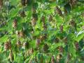 Ostrya carpinifolia - habrovec habrolistý - větev - 12.8.2004 - Lednice (BV) - zámecký park