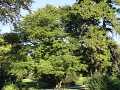Fagus sylvatica Asplenifolia - buk obecný Asplenifolia - celá rostlina - 18.9.2004 - Lednice (BV) - zámecký park