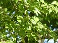 Fagus sylvatica Asplenifolia - buk obecný Asplenifolia - větev - 18.9.2004 - Lednice (BV) - zámecký park