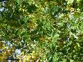 Quercus cerris - dub cer - větev - 21.9.2003 - Lanžhot (BV) - okraj lesa u vojenské roty Lány