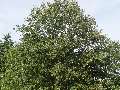 Quercus cerris - dub cer - celá rostlina - 11.7.2003 - Břeclav (BV) - U Františkova rybníka