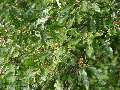Quercus cerris - dub cer - větev - 11.7.2003 - Břeclav (BV) - U Františkova rybníka