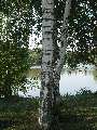 Betula pubescens - bříza pýřitá - kmen - 27.9.2003 - Lednice (BV) - zámecký park