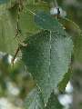Betula pubescens - bříza pýřitá - list - 27.9.2003 - Lednice (BV) - zámecký park