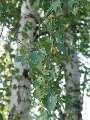 Betula pubescens - bříza pýřitá - větev - 27.9.2003 - Lednice (BV) - zámecký park