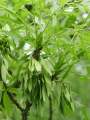 Fraxinus angustifolia - jasan úzkolistý - plod - 15.5.2004 - Lanžhot (BV) - Křenová, zadní louka u nové šutrovny