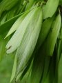 Fraxinus angustifolia - jasan úzkolistý - plod - 15.5.2004 - Lanžhot (BV) - Křenová, zadní louka u nové šutrovny