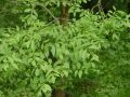 Fraxinus angustifolia - jasan úzkolistý - větev - 15.5.2004 - Lanžhot (BV) - Křenová, zadní louka u nové šutrovny