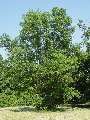 Fraxinus angustifolia - jasan úzkolistý - celá rostlina - 6.6.2003 - Lednice (BV) - zámecký park