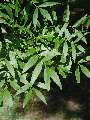 Fraxinus angustifolia - jasan úzkolistý - větev - 6.6.2003 - Lednice (BV) - zámecký park