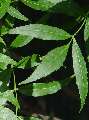 Fraxinus angustifolia - jasan úzkolistý - list - 6.6.2003 - Lednice (BV) - zámecký park