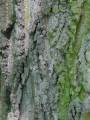 Celtis occidentalis - břestovec západní - kůra - 8.8.2004 - Lednice (BV) - zámecká zahrada