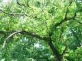 Celtis occidentalis - břestovec západní - větev - 8.8.2004 - Lednice (BV) - zámecká zahrada
