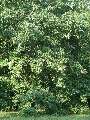 Quercus rubra - dub červený - celá rostlina - 1.8.2003 - Lednice (BV) - zámecká zahrada