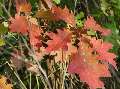 Quercus rubra - dub červený - list podzimní zbarvení - 20.9.2003 - Lanžhot (BV) - mladá školka v oboře Soutok