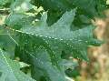 Quercus rubra - dub červený - list - 1.8.2003 - Lednice (BV) - zámecká zahrada