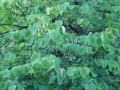 Cercis canadensisi - zmarlika - větev - 4.9.2004 - Lednice (BV) - zámecký park