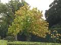 Catalpa bignonioides - katalpa trubačovitá - celá rostlina podzimní zbarvení - 10.2.2004 - Lednice (BV) - zámecký park