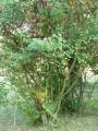 Cercis siliquastrum - zmarlika evropská - celá rostlina - 4.9.2004 - Lednice (BV) - zámecký park