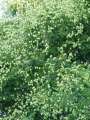 Koelreuteria paniculata - svitel latnatý - celá rostlina - 12.8.2004 - Lednice (BV) - zámecký park