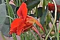 Tropaeolum majus Red Wonder - lichořeřišnice větší Red Wonder - květ - 9.7.2011 - Lanžhot (BV) - soukromá zahrada