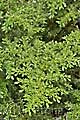 Pilea microphylla -  - list - 9.7.2011 - Lanžhot (BV) - soukromá zahrada