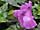 Torenia fournieri 'Purple Moon' torenie 'Purple Moon'