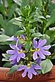 Scaevola aemula Saphira - moral Saphira - květ - 1.6.2011 - Lanžhot (BV) - soukromá zahrada