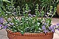 Scaevola aemula Saphira - moral Saphira - celá rostlina - 1.6.2011 - Lanžhot (BV) - soukromá zahrada