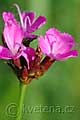 Dianthus armeria - hvozdník svazčitý - květ - 24.5.2008 - Lanžhot (BV) - Košarské louky