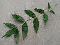 Fraxinus angustifolia jasan úzkolistý